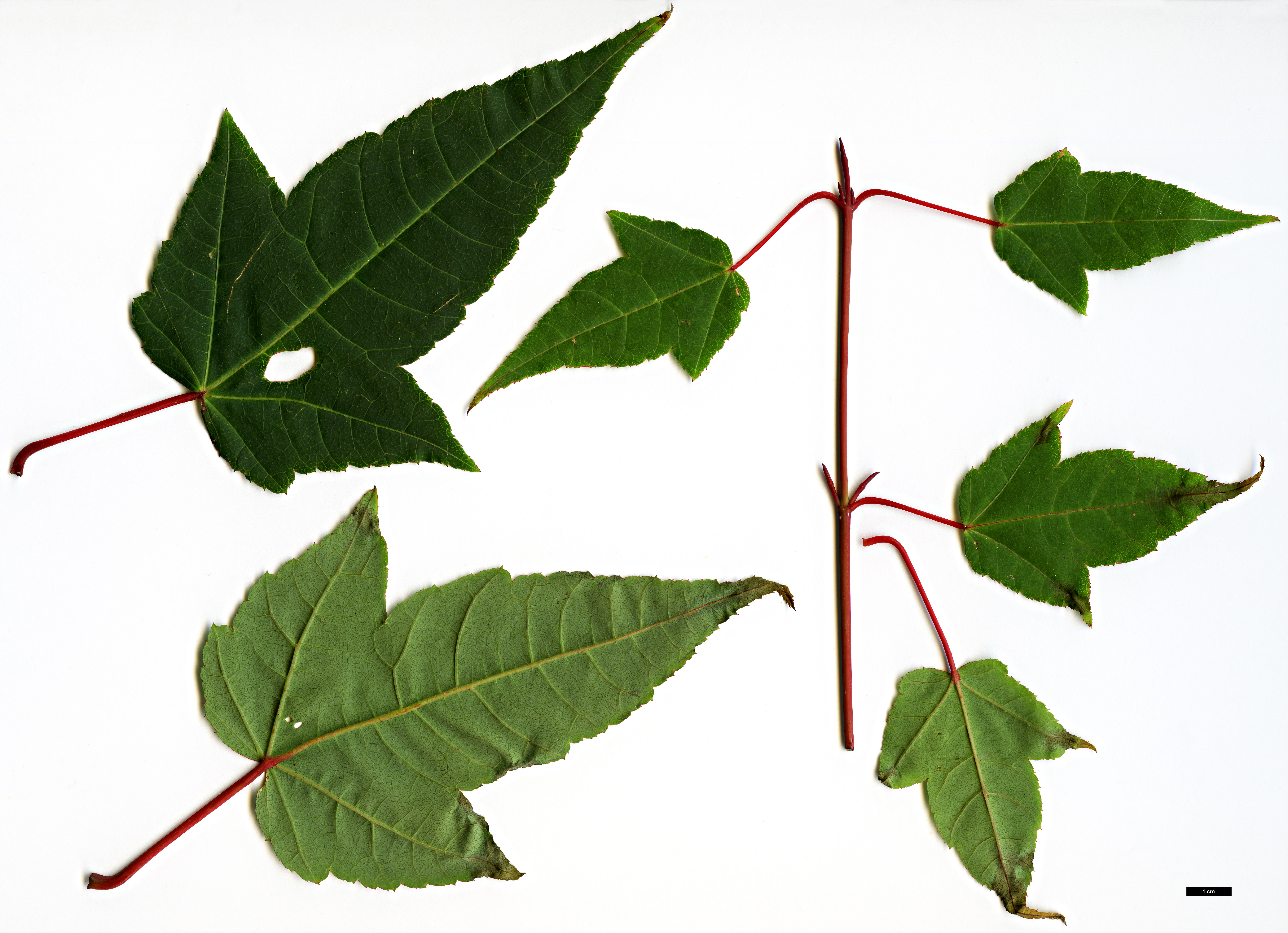 High resolution image: Family: Sapindaceae - Genus: Acer - Taxon: pectinatum - SpeciesSub: subsp. taronense